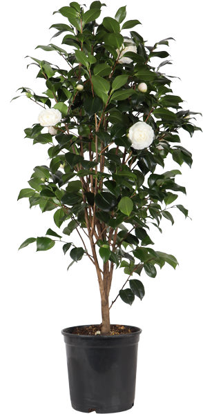 Japanse roos (L) (Camellia jap. "Centifolia Alba")