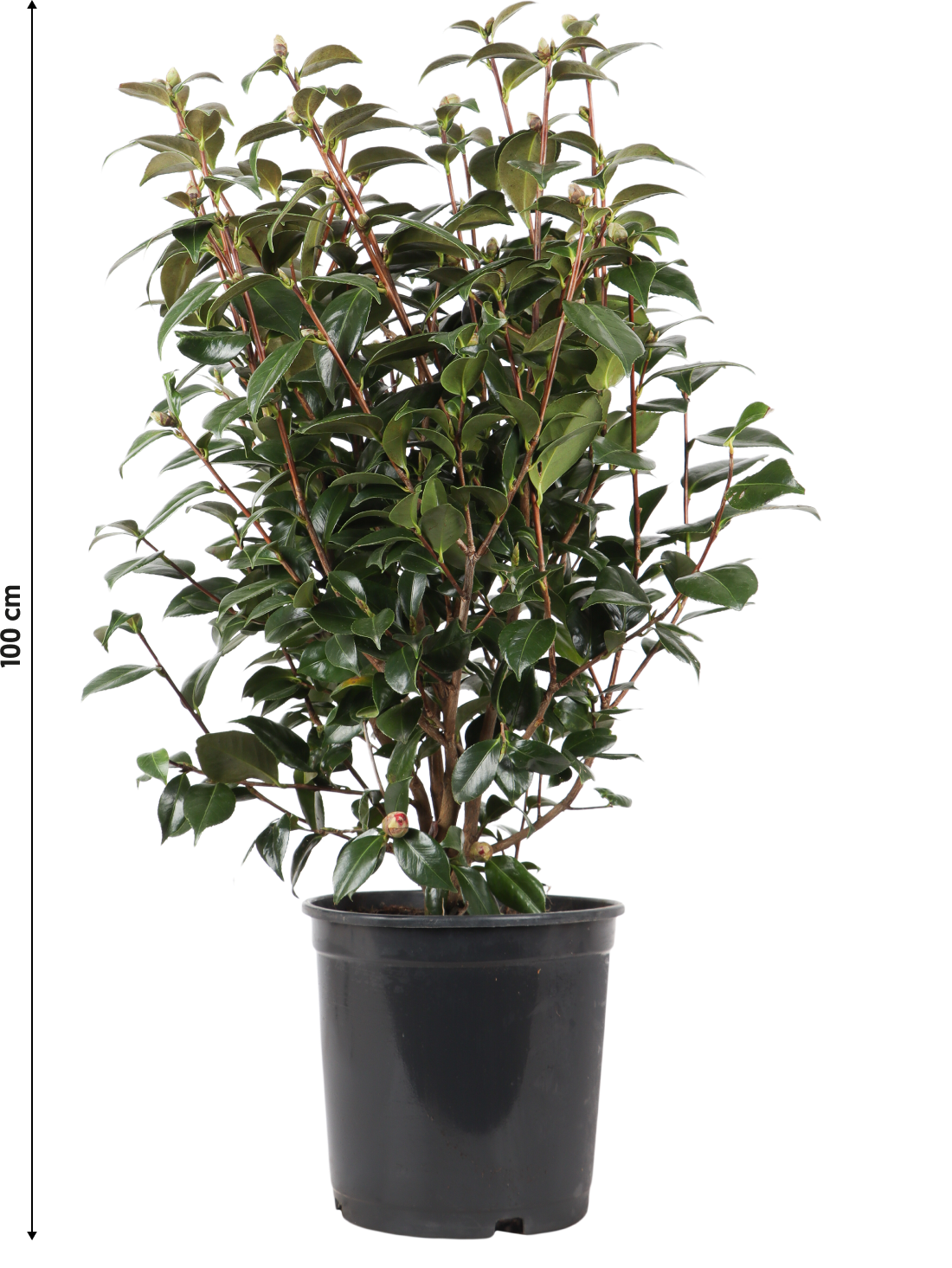 Japanse roos (L) (Camellia jap. "Black Lace")