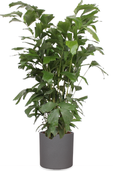 Caryota mitis (Vissenstaartpalm) (XL)