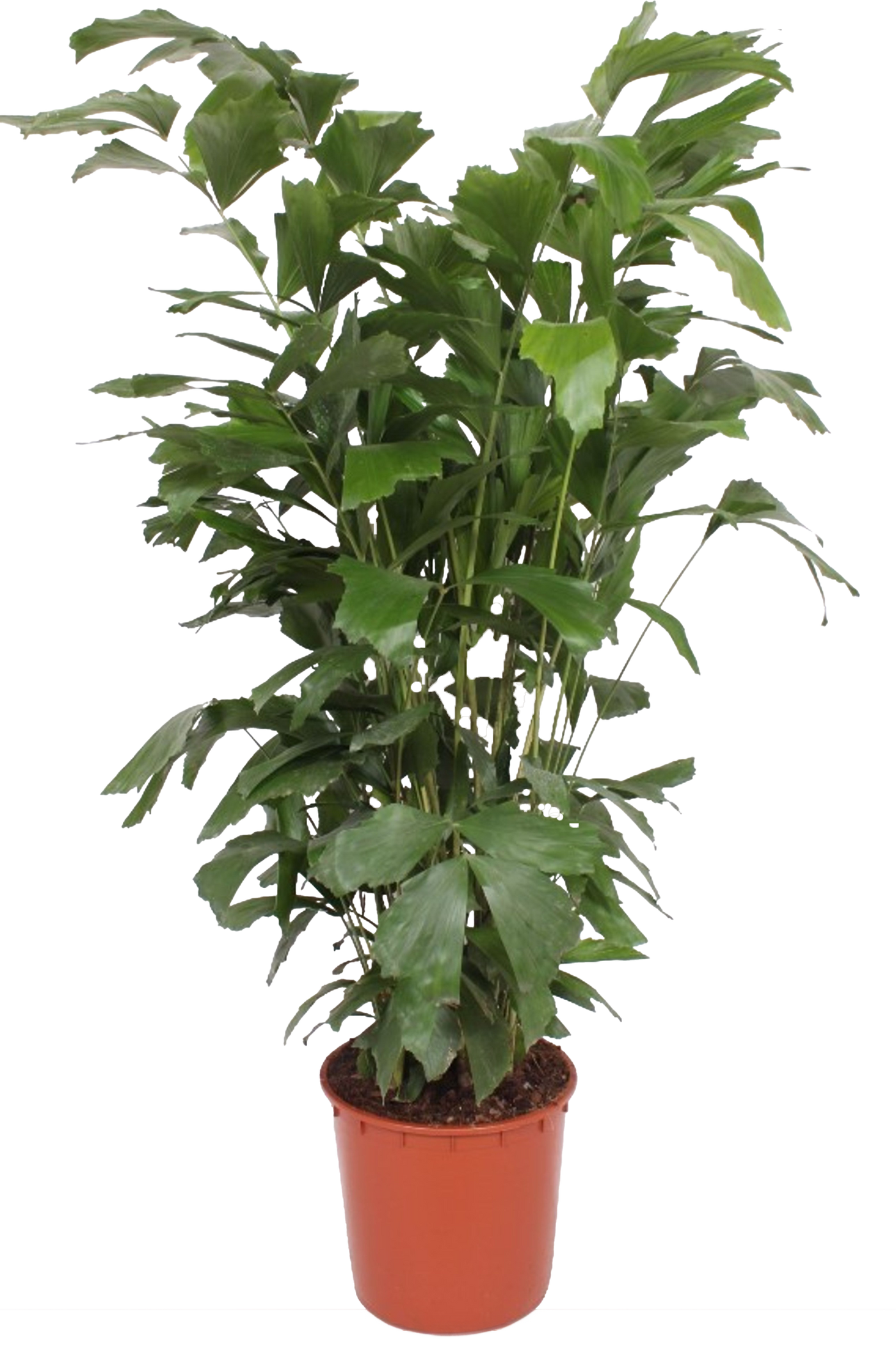 Caryota mitis (Vissenstaartpalm) (XL)