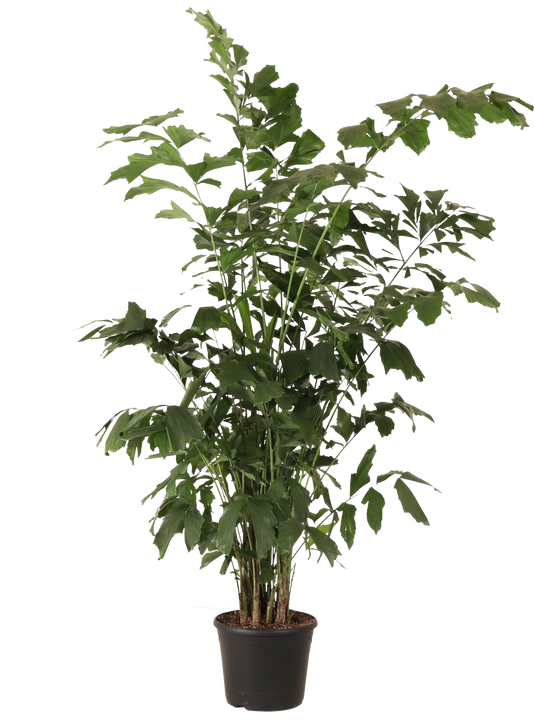 Caryota mitis (Vissenstaartpalm) (XXL) (220cm)