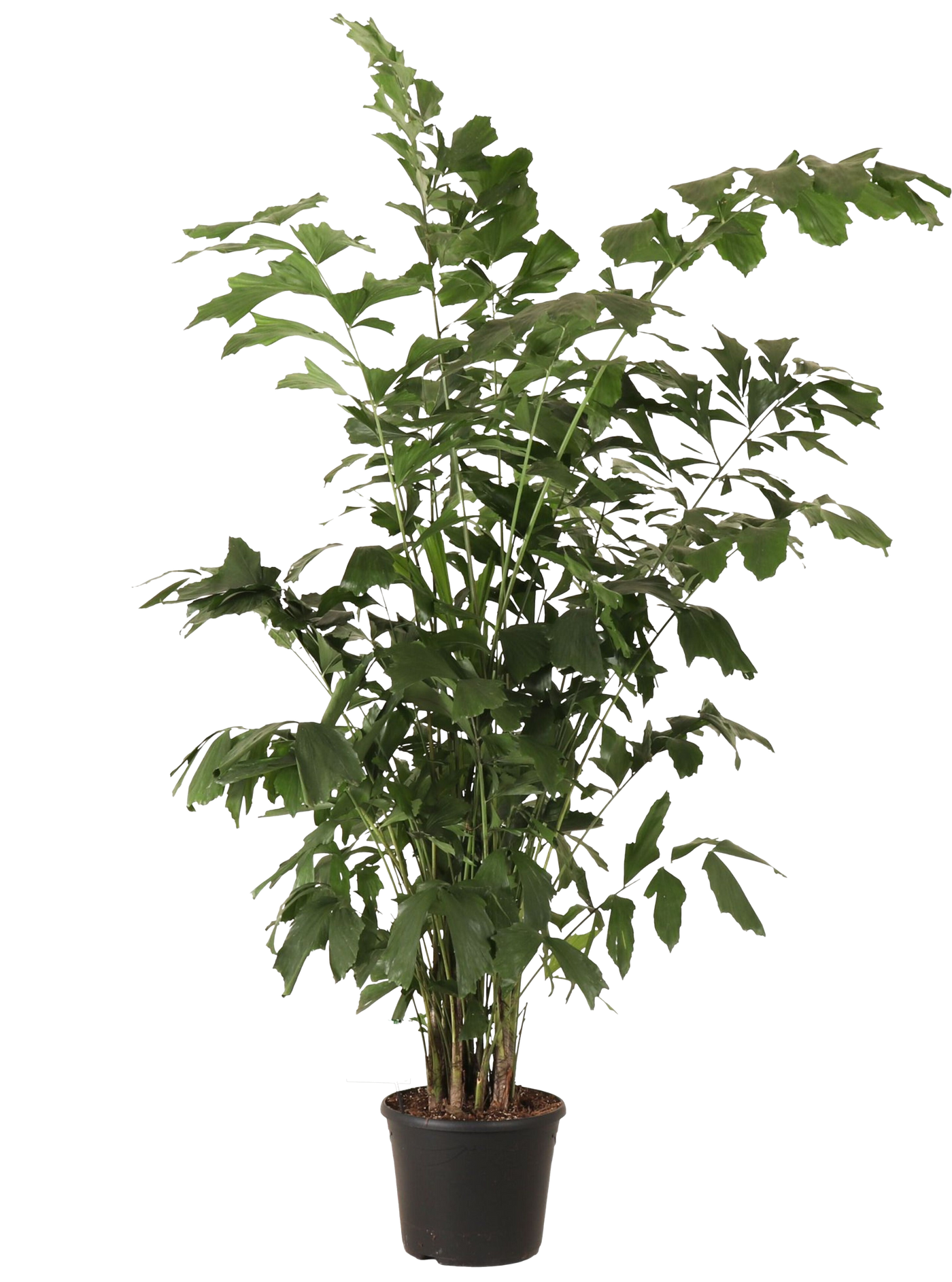 Caryota mitis (Vissenstaartpalm) (XXL) (220cm)