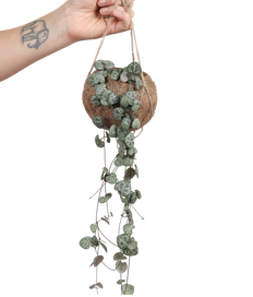 Ceropegia woodii (Chinees lantaarnplantje) Kokodama (S)