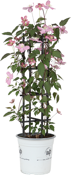 olivenbaum zimmerpflanze Künstlicher Olivenbaum 65cm – Immergrüne Deko für Zuhause oder Büro –  urbanjngl.com main image 0
