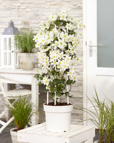 inspiratie