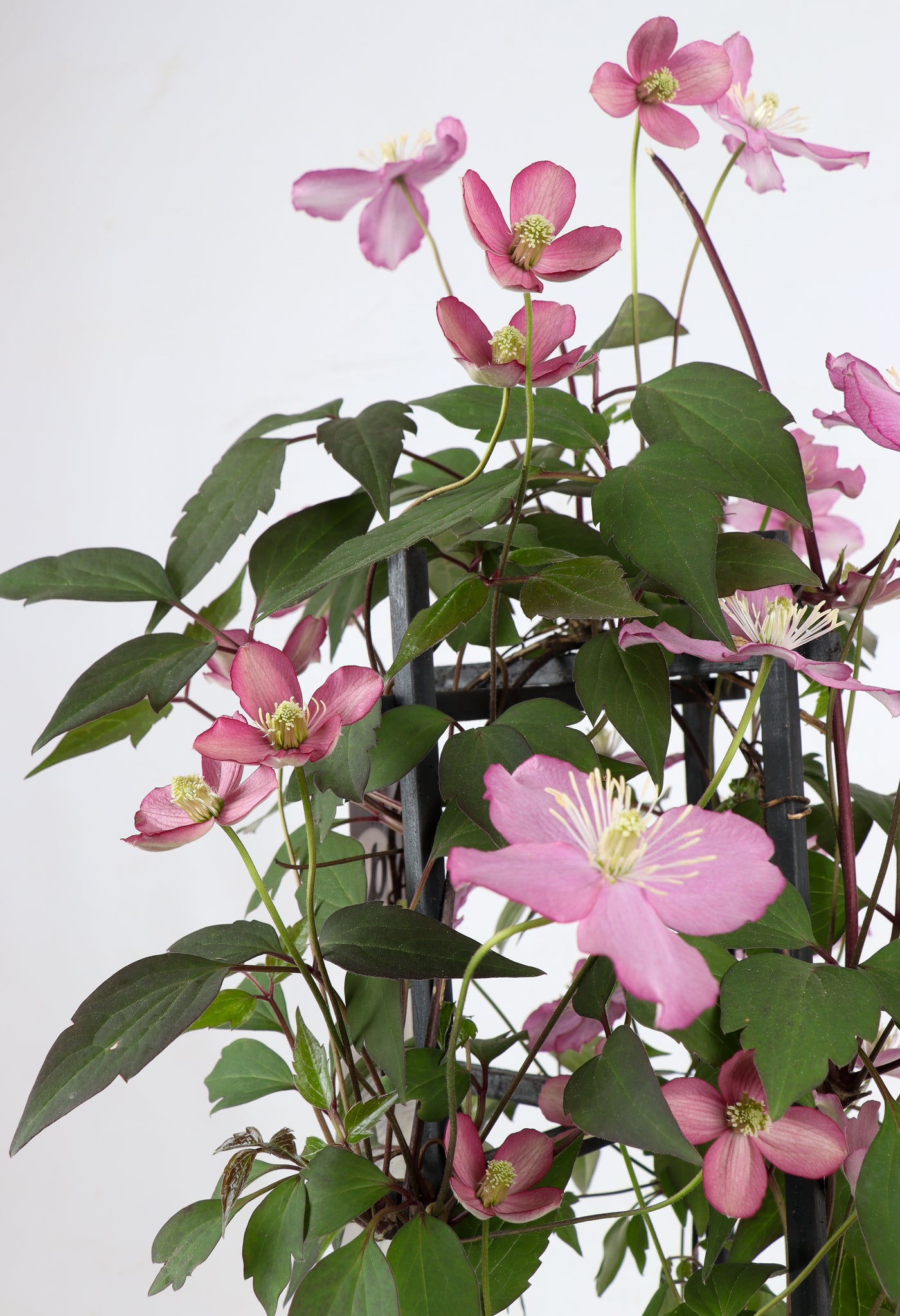 Roze bosrank (Clematis Montana Fincent) (M) inspiratie 7