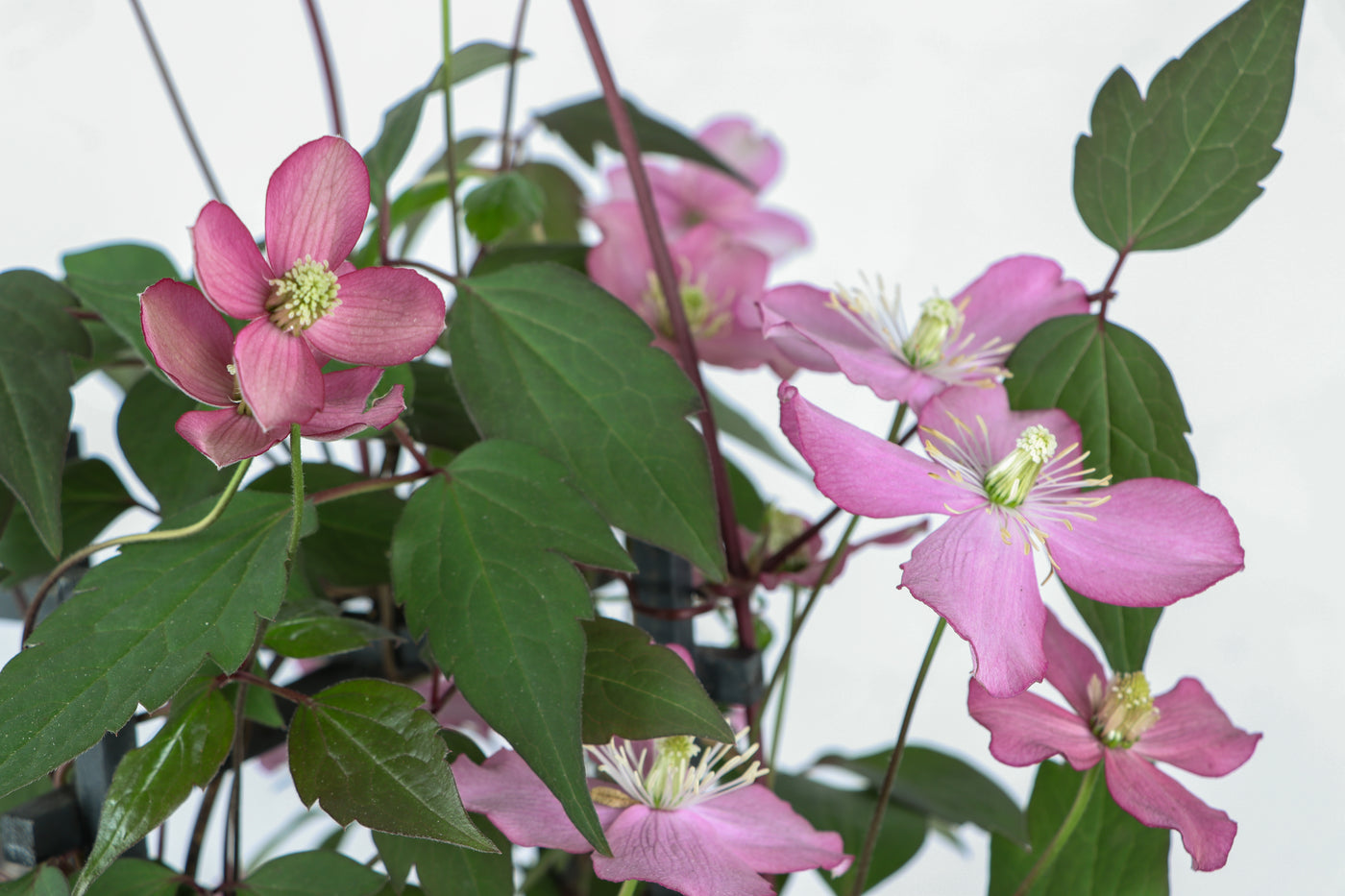 Roze bosrank (Clematis Montana Fincent) (M) inspiratie 8