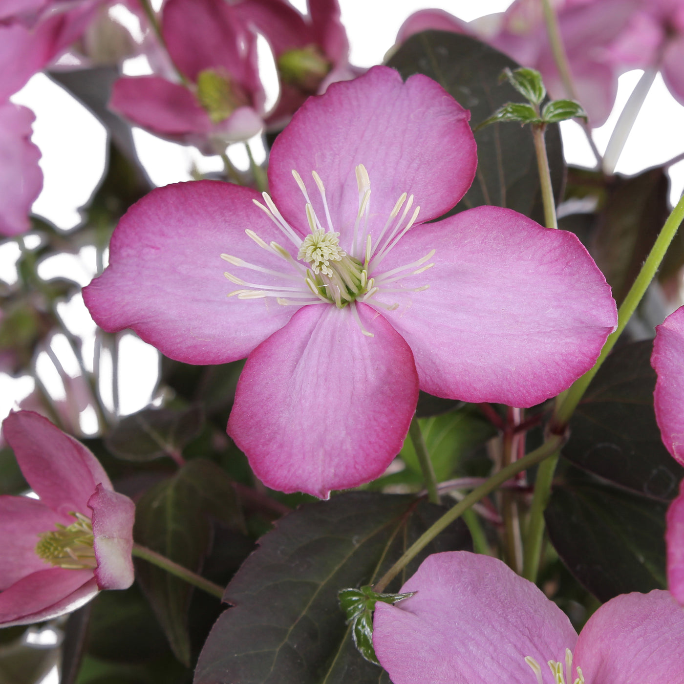 Roze bosrank (Clematis Montana Fincent) (M) inspiratie 3