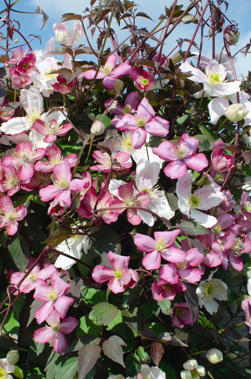 Roze bosrank (Clematis Montana Fincent) (M) inspiratie 5