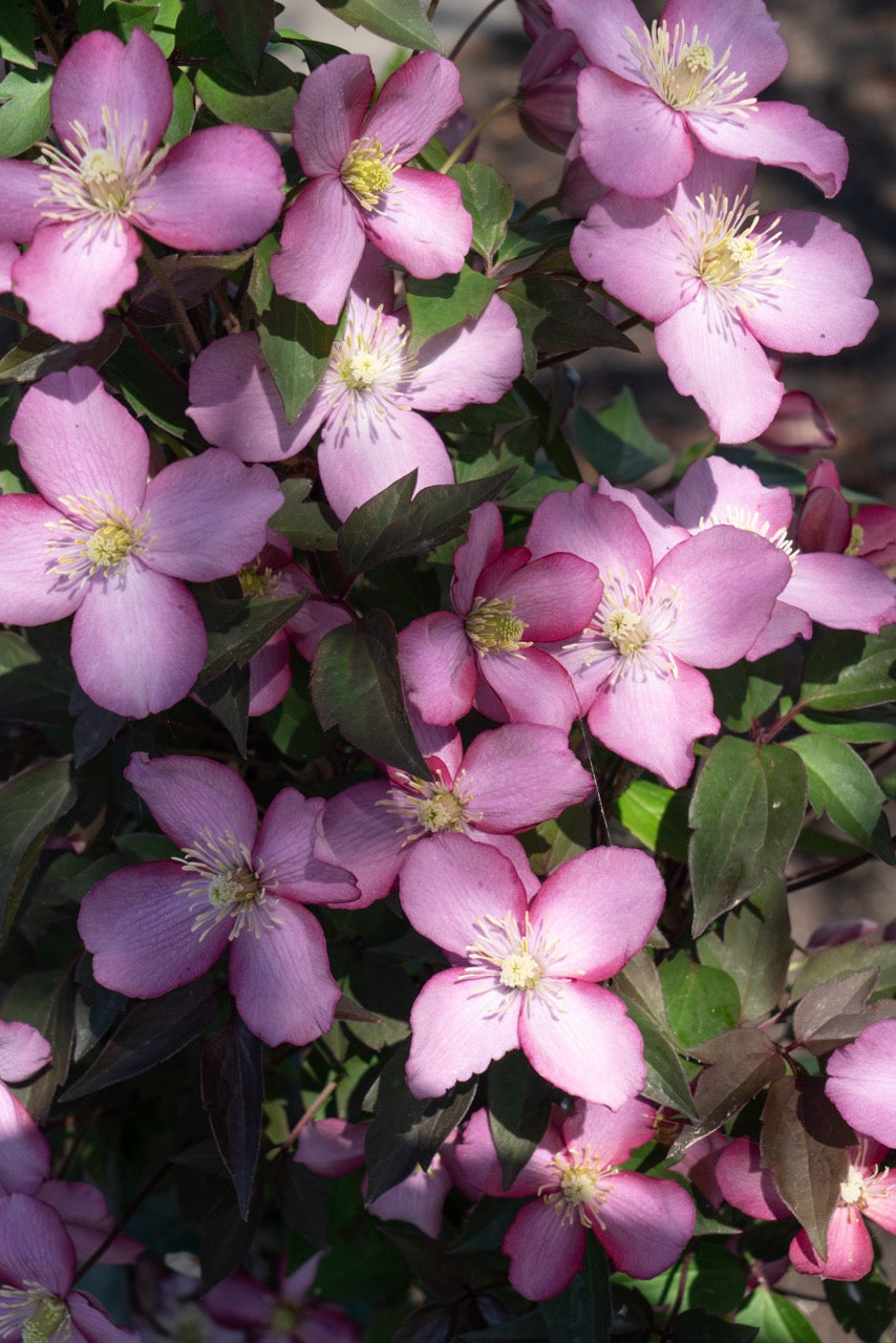 Roze bosrank (Clematis Montana Fincent) (M) inspiratie 4
