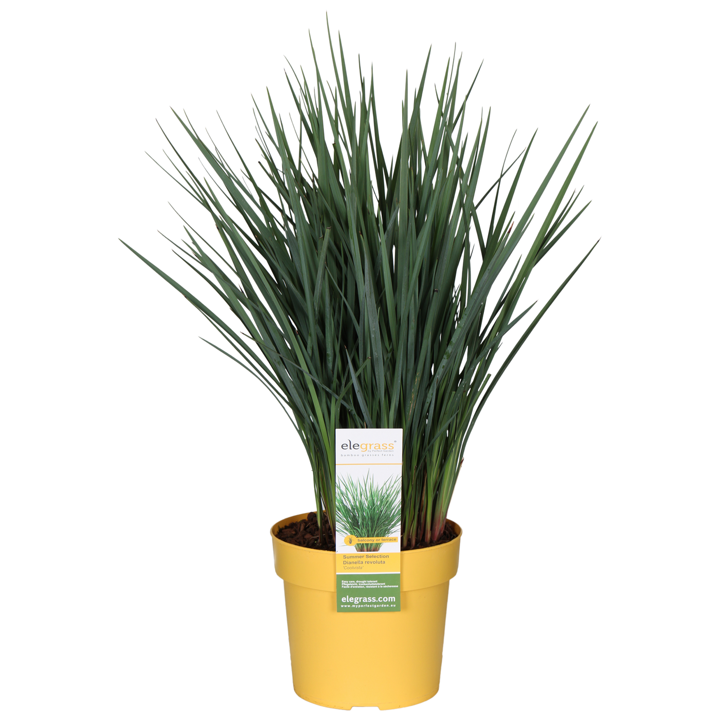 Tasmaanse Vlaslelie (M) (Dianella Coolvista)