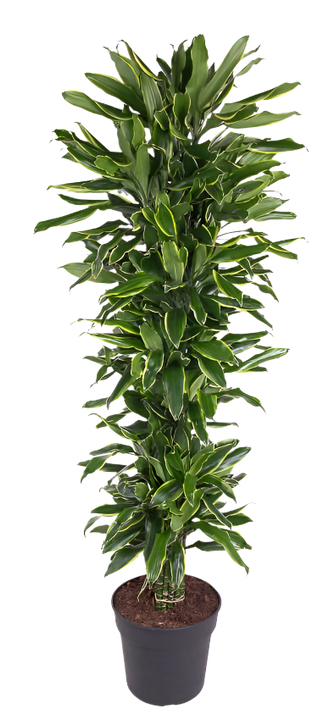Dracaena Gold Coast (Drakenbloedboom) (XXL)