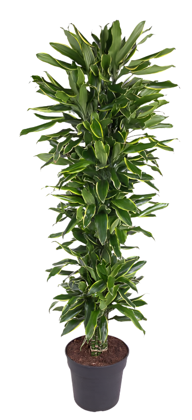 Dracaena Gold Coast (Drakenbloedboom) (XXL)