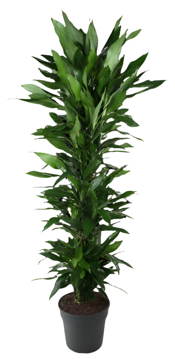 Dracaena Janet Lind (Drakenbloedboom) (XXL)