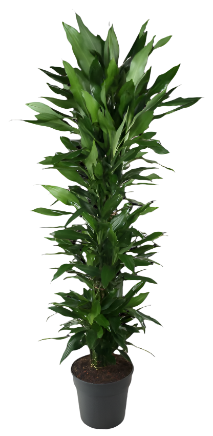 Dracaena Janet Lind (Drakenbloedboom) (XXL)