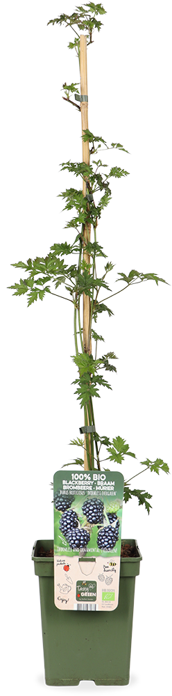 Doornloze zwarte braam (L) (Rubus fruticosus)