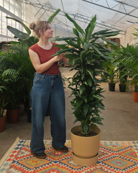 Dracaena Janet Lind (Drakenbloedboom) (XXL) inspiratie 1