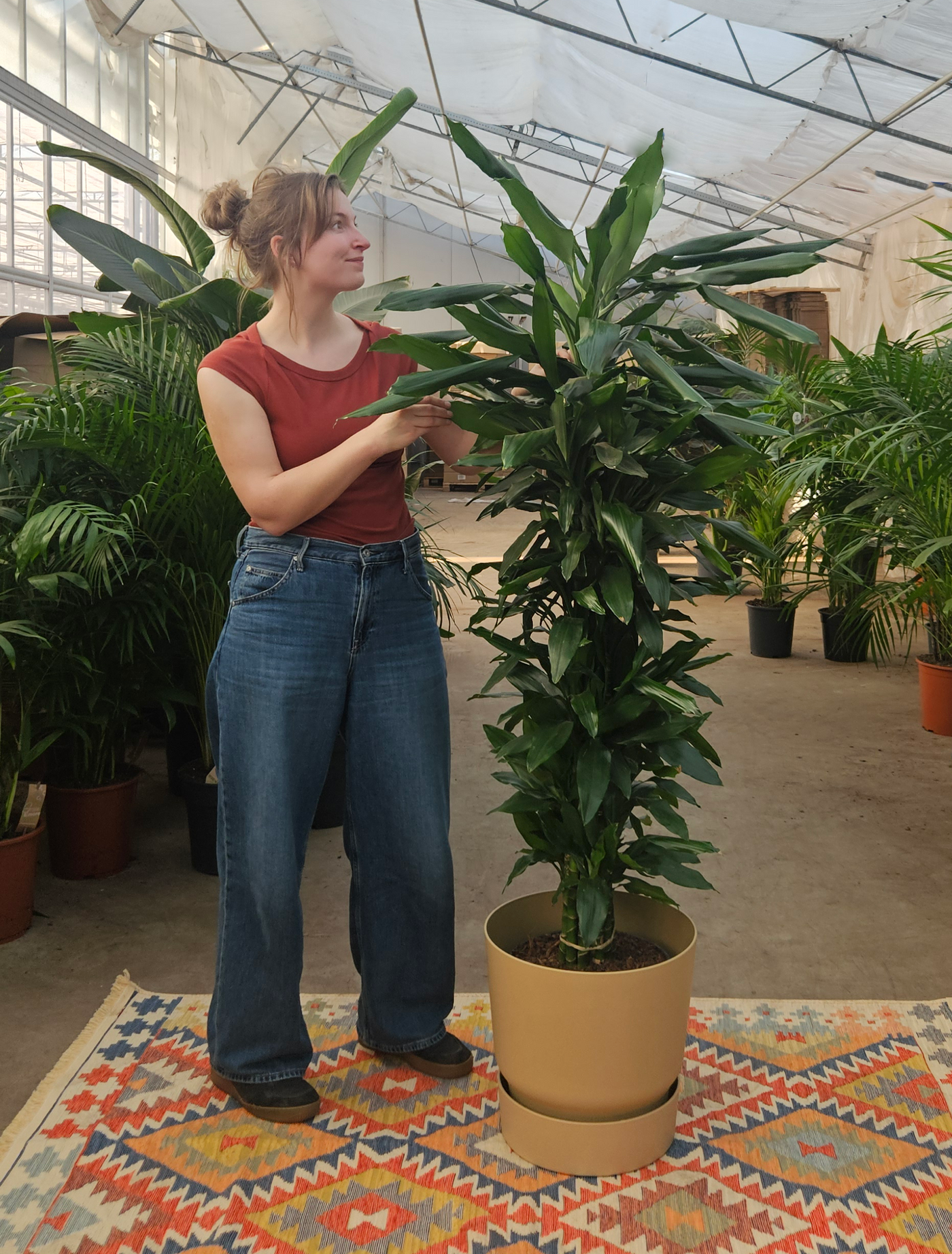 Dracaena Janet Lind (Drakenbloedboom) (XXL) inspiratie 1