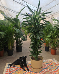 Dracaena Janet Lind (Drakenbloedboom) (XXL) inspiratie 2