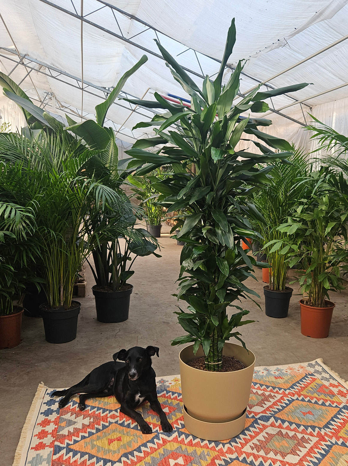 Dracaena Janet Lind (Drakenbloedboom) (XXL) inspiratie 2