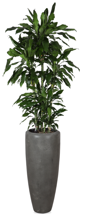 Dracaena opgemaakt in Baq pot