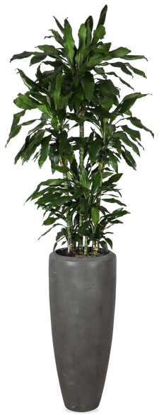 Dracaena opgemaakt in Baq pot