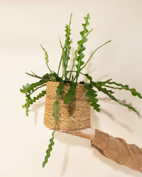 inspiratie-6