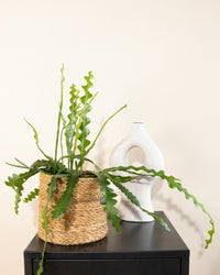 inspiratie-5