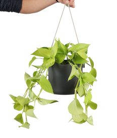 Epipremnum pinnatum "golden pothos" (Drakenklimop) (S)