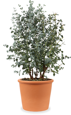 Eucalyptus gunnii (Gomboom) (M)