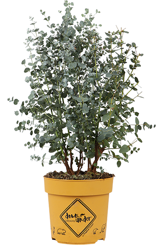 Eucalyptus gunnii (Gomboom) online kopen | Snel thuisbezorgd