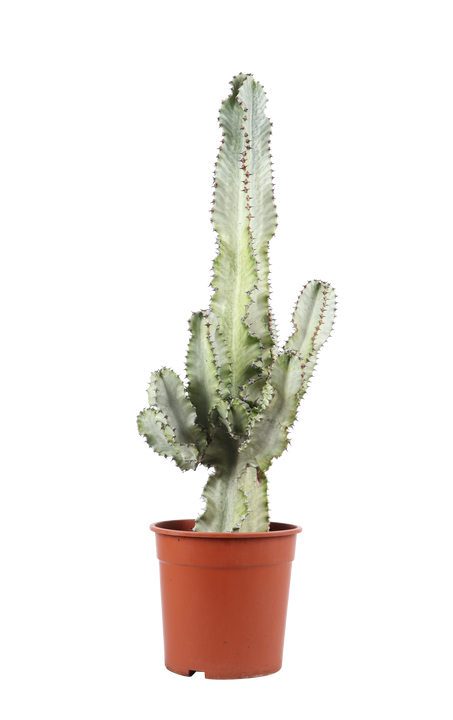 Euphorbia Marmorata (Cowboycactus) (M)
