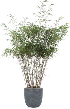 Bamboe (L) Fargesia rufa
