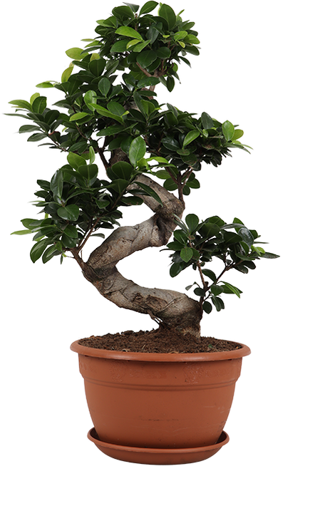 Ficus microcarpa ginseng