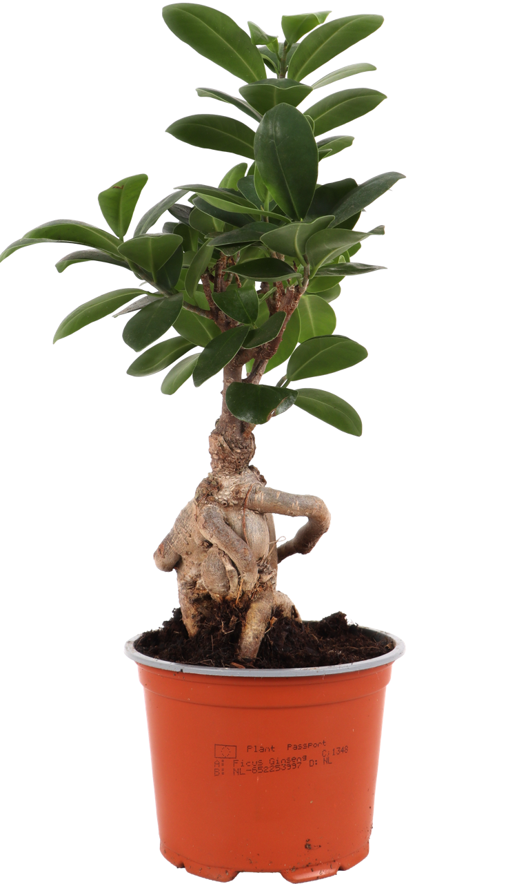 Ficus microcarpa ginseng (Chinese Vijg) (S)