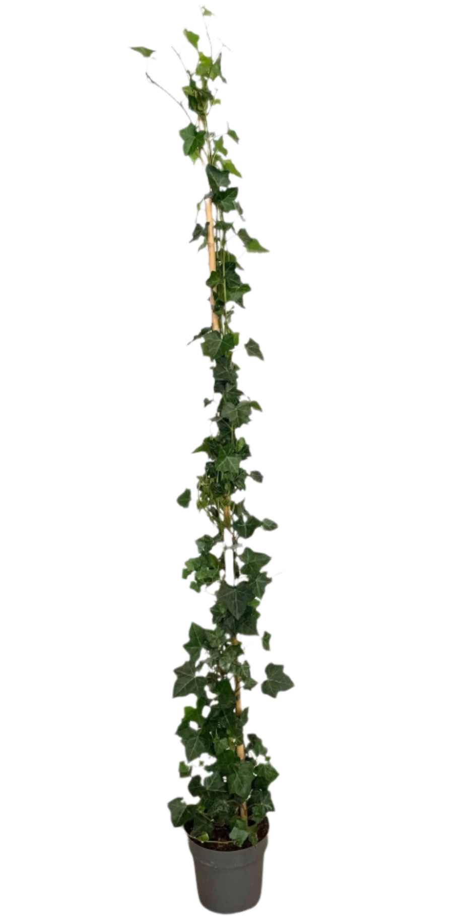 Hedera Helix Wonder (Klimop) (L)