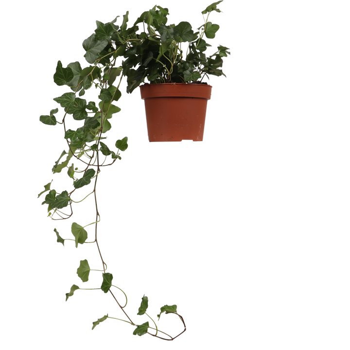 Hedera Helix Wonder (Klimop) (S)