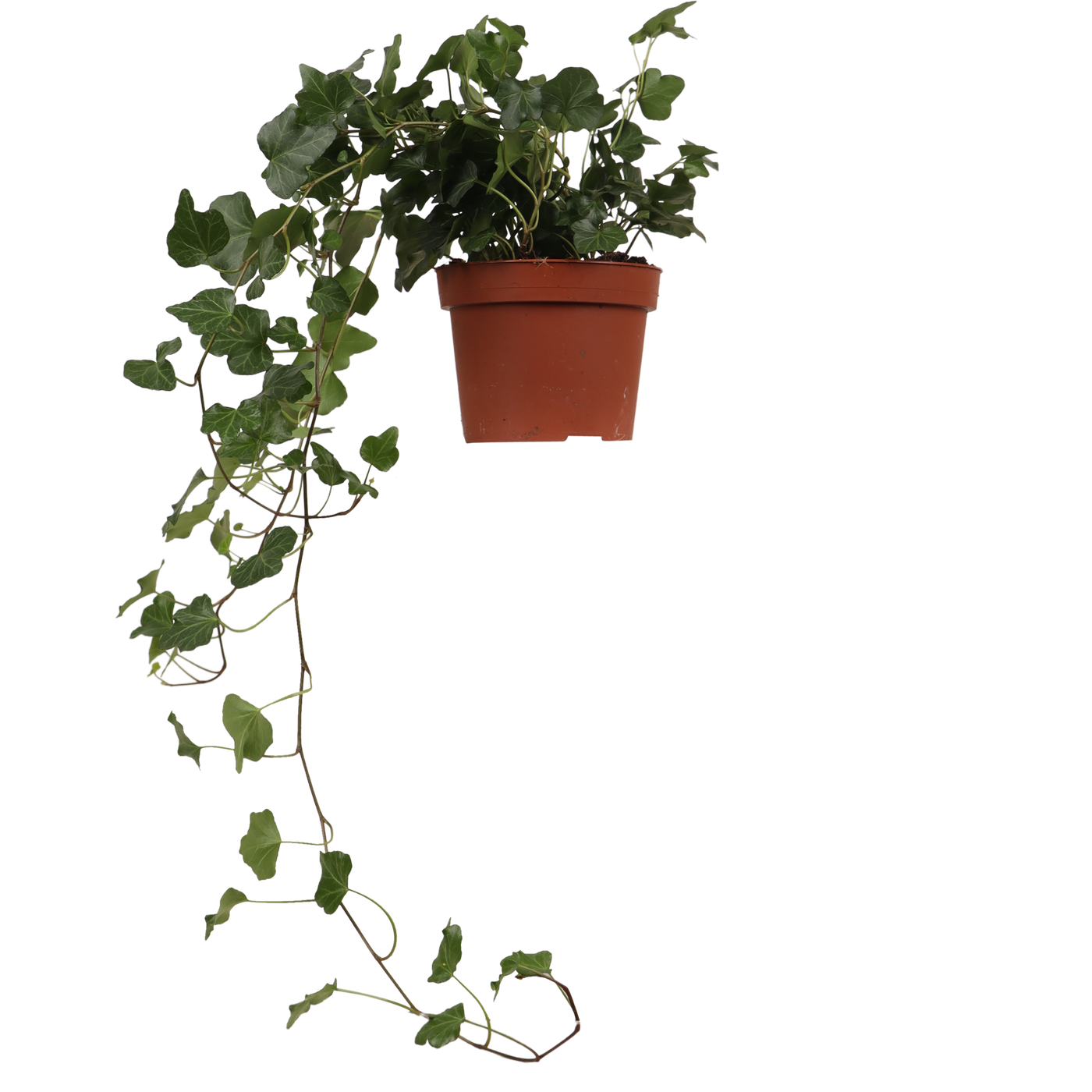 Hedera Helix Wonder (Klimop) (S)
