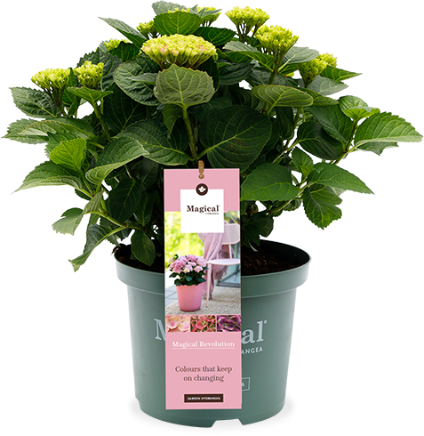 Roze Hortensia (Hydrangea macrophylla "Forever & Ever" Pink) (M)