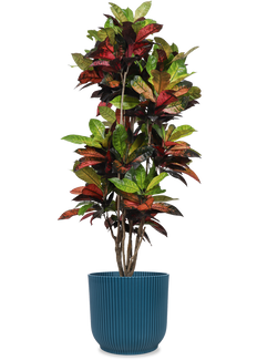Croton iceton (Wonderstruik) (XL)