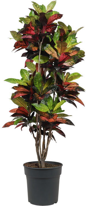 Croton iceton (Wonderstruik) (XL)