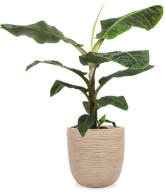 Musa dwarf cavendish (Bananenplant) (XL)