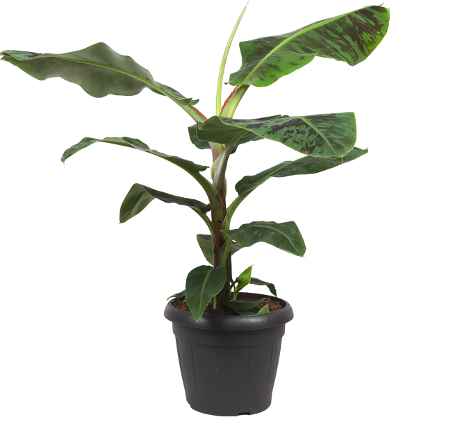 Musa dwarf cavendish (Bananenplant) (XL)