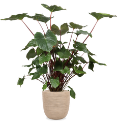 Homalomena rubescens (XL)