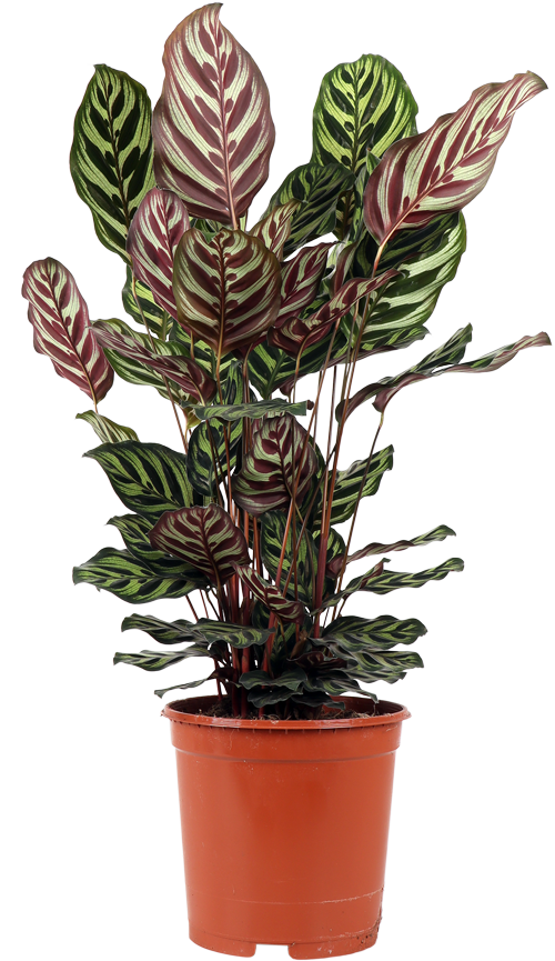 calathea bruine randen Calathea makoyana (Pauwenplant) | Olivia