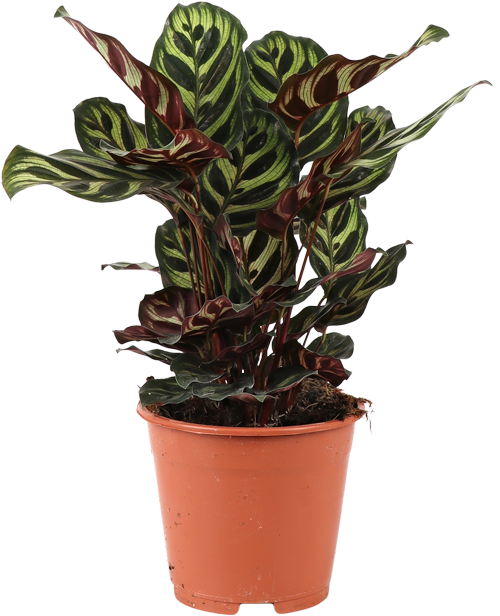 Calathea Makoyana (Pauwenplant) (S)