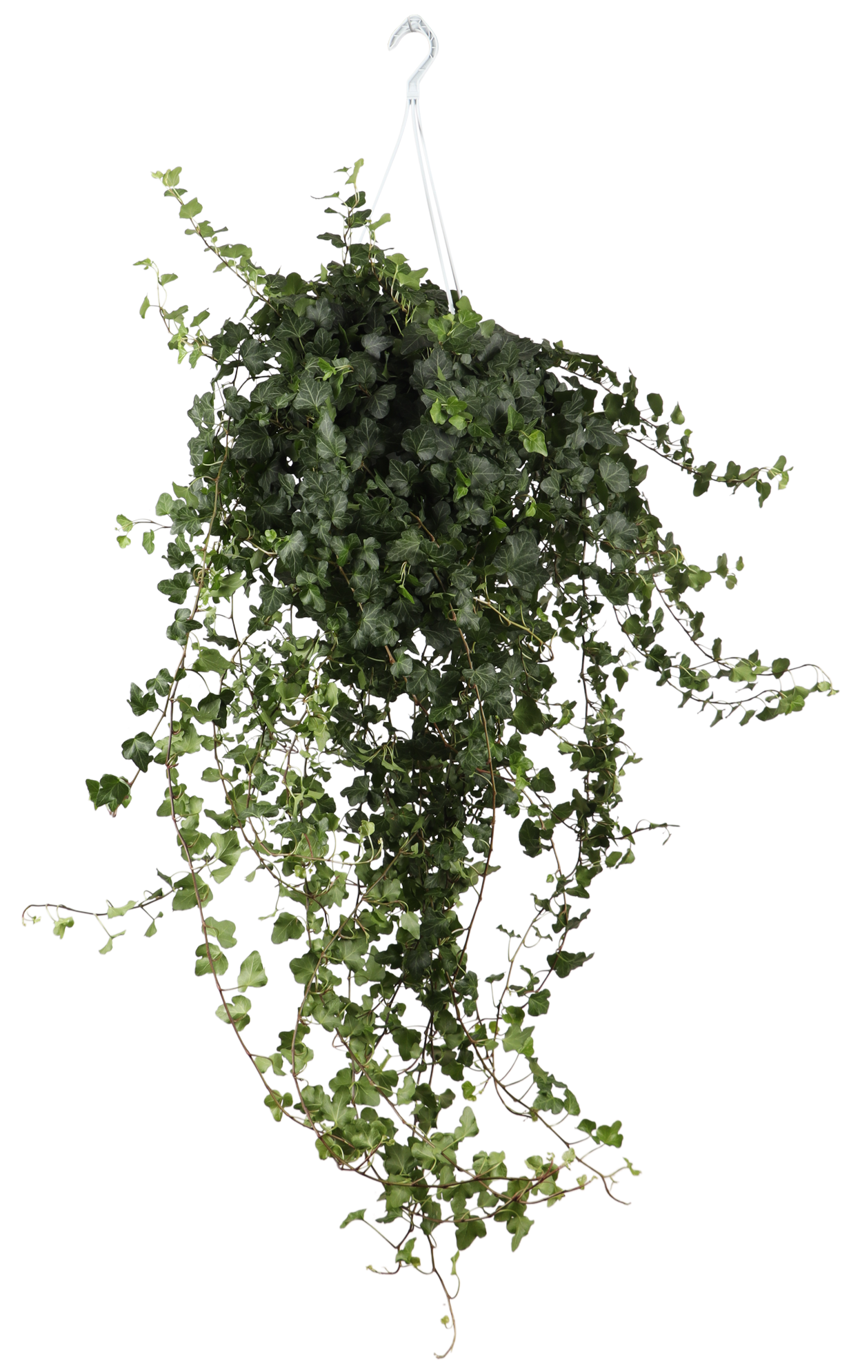 Hedera Helix Wonder (Klimop) (L)