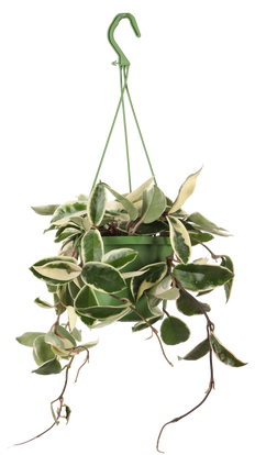 Hoya Carnosa Krimson Queen (Wasbloem) (S)