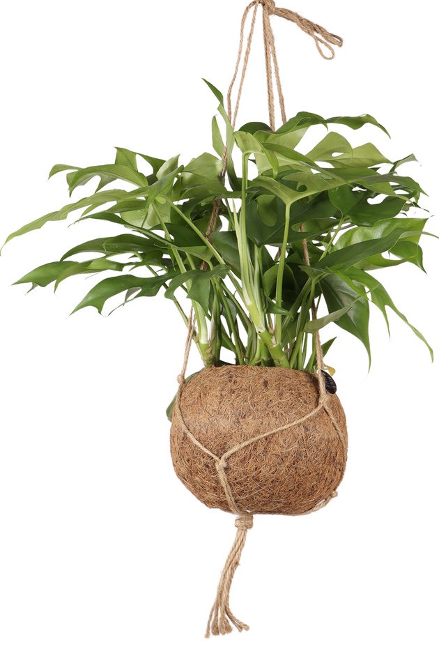 kokodama monstera minima Rhaphidophora tetrasperma (Monstera minima) kopen