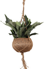 Platycerium (Herfsthoornvaren) Kokodama (S)